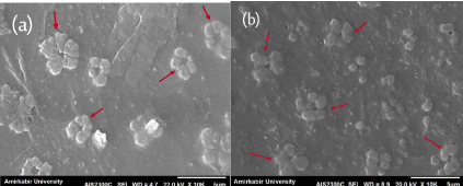 SEM images (a) WSCS (b) LWCS derived from their corresponding “thick” solutions.