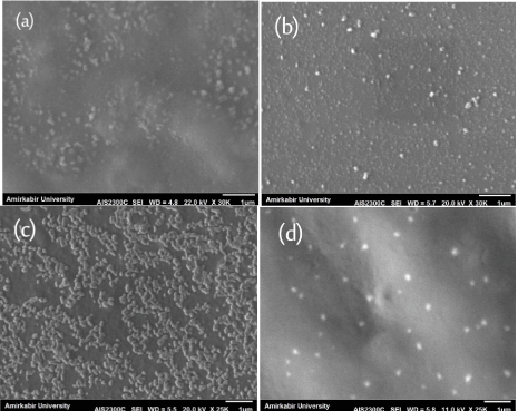 SEM images of diluted solutions containing CS nanoparticles: (a) WSCS-450 (b) WSCS-220 (c) LWCS-450 (d) LWCS-220.