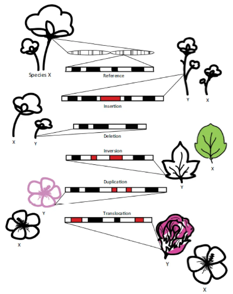 Review on comparative genome mapping in crop improvement