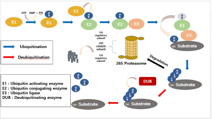Regulation of Protein Degradation and Homeostasis by the Cytokine ...