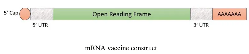 mRNA based vaccines as an alternative to conventional vaccine approaches